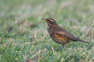 Redwing - Rotdrossel - Turdus iliacus ssp. coburnii, Germany (Heligoland), adult