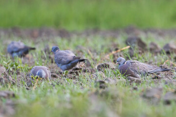 Wood Pigeon - Ringeltaube - Columba palumbus ssp. casiotis, Tajikistan, adult