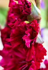 Red flower of gladiolus in garden