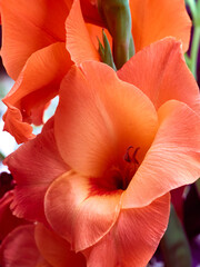 Orange flower of gladiolus in garden