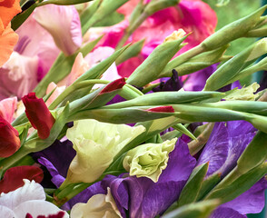 Bunch of colorful Gladiolus flowers