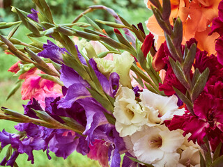 Bunch of colorful Gladiolus flowers