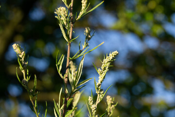Gewürzkraut Beifuß 
