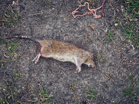 Dead rat in the city.