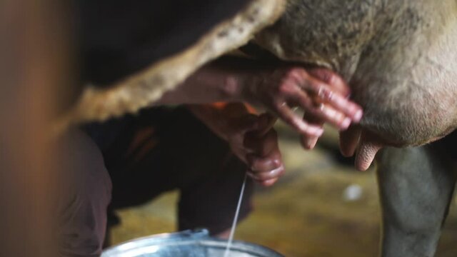 An old woman milks a cow in a barn. Close-up