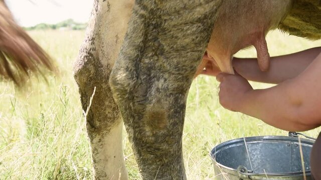 Milkmaid milks a cow in a meadow on a sunny day in the village
