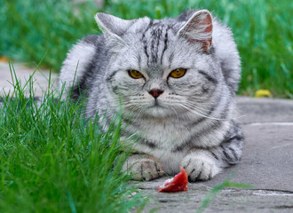 Kitten sitting in the garden.