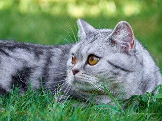 Kitten in the green grass.