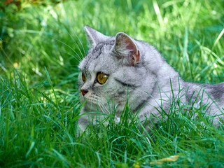Kitten in the green grass.