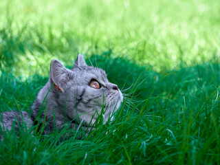 Kitten in the green grass.