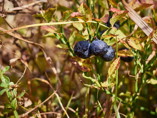 Bush of bilberry in the mountains.