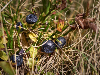 Bush of bilberry in the mountains.