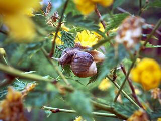 Slow grape snail crawling through a green bush with yellow flowers