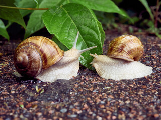 Date of two snails on a background of leaves