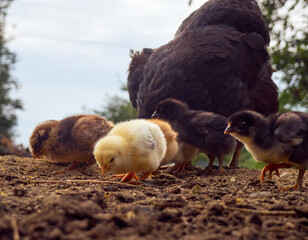 Chicken with chickens in the farmyard.