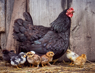 Chicken with chickens in the farmyard.