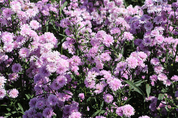 View of verbena flowers in the garden. pink flowers