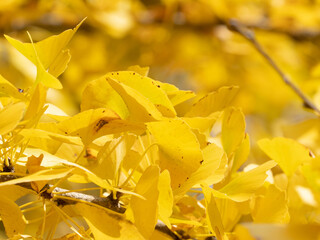 yellow autumn leaves