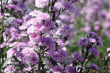 Closeup verbena flowers in the garden. pink flowers