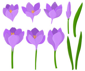 Set flowers crocuses vector illustration 