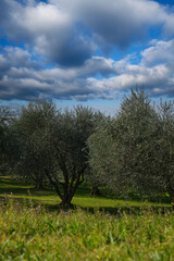 Fototapeta na wymiar Traditional plantation of olive trees in Italy. Trees in a row. Ripe olive plantations. Plantation of vegetable trees. Clouds in the blue sky. The rays of the sun through the trees. Fruit tree garden.