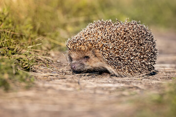hedgehog on the grass..