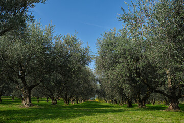 Traditional plantation of olive trees in Italy. Trees in a row. Ripe olive plantations. The rays of...