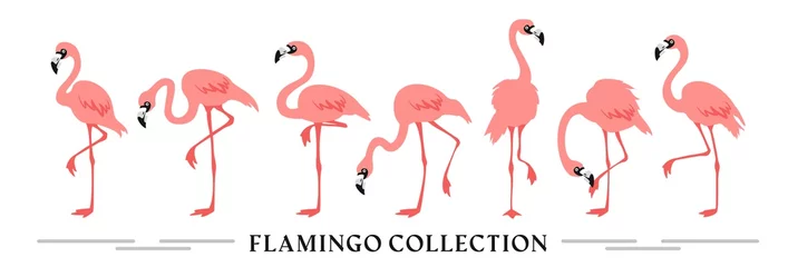 Fotobehang Flamingo Flamingo collectie - vectorillustratie