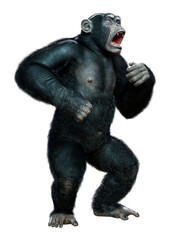 Obraz premium 3D Rendering Chimpanzee on White