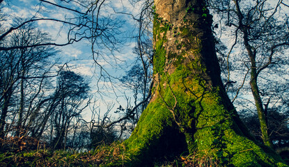 Mighty roots of a majestic old beech tree in a deciduous forest with beautiful light
