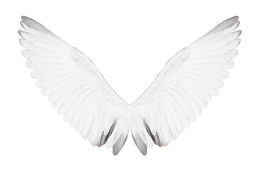 Plakat White bird wings on white background.