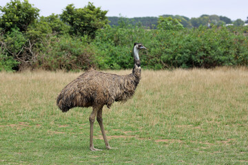 Emu, Phillip Island, Victoria, Australia