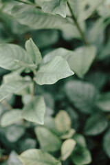 Abstract plant wallpaper for mobile phones with natural winter colors.
