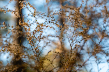Wintered wildflower branches against a blue sky in the woods ~WINTERED~