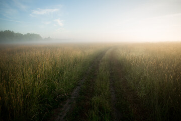 Fototapeta na wymiar Field road in the morning in fog.