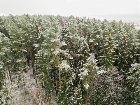 Evergreen pine, spruce forest on a snowy winter day, drone view