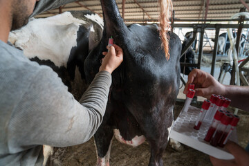 The veterinarian takes a samples blood from the tail of a cow by syringe on a farm indoors. Animal...