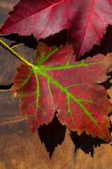 Two Autumn maple leaves isolated on the background of wooden boards
