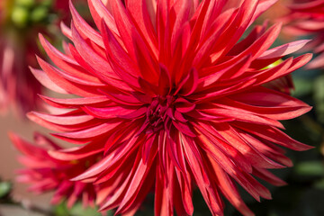 Macro Photograph of Red dahlia flower in real garden. Close-up of red dahlia