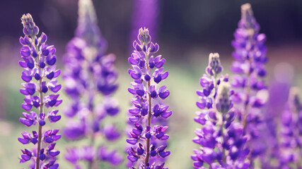 Delicate bright purple fragrant lupine flowers bloom in the clearing, illuminated by the light of the sun in the summer. The flowers of the field. Season.