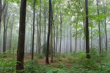 Buchenwald im Frühnebel