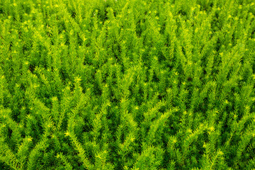 Fern leaves. Green fern plants in nature landscape. Fern plants in forest. Fresh green tropical foliage. Rainforest jungle landscape. Green plants nature wallpaper. Organic nature background