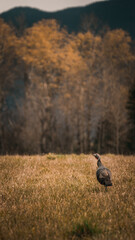 turkey in field
