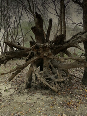 Root of an old tree brought by the river. Poland