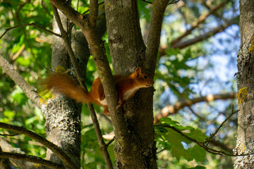 Wild Squirrel in sand dune forest looking for food, eating. Cute squirrel. Squirrel on trees, branches. Eurasian red squirrel Sciuridae, Sciurus vulgaris