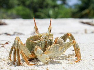 Crab on the beach - Maledives