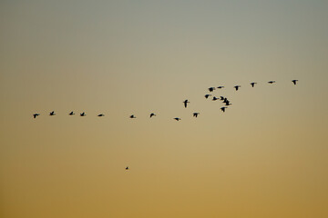 Graugänse im Sonnenuntergang