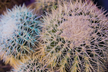 Globular Notocactus close-up