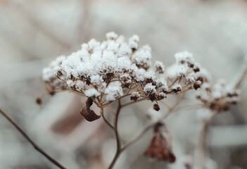 Umbrella plant covered with snow crystals, macro photography, selective focus, horizontal orientation.