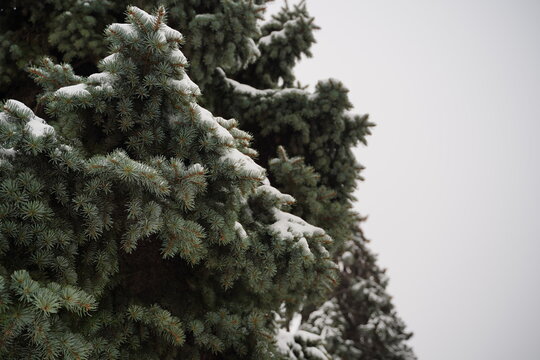 Close Up Of Nice Evergreen Fir With Snow In Cloudy Weather. Fir Branches On Background Of Gray Sky.